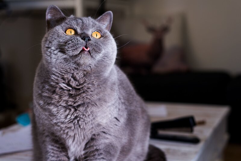 Gray Cat with Yellow Eyes — Curious, Photograph, Table