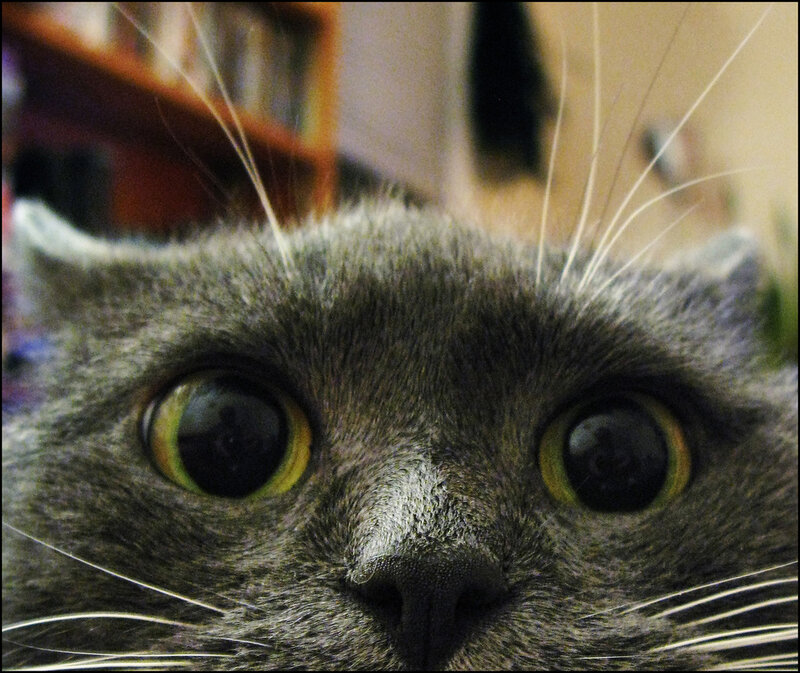 Gray Cat with Yellow Eyes — Curious, Photograph
