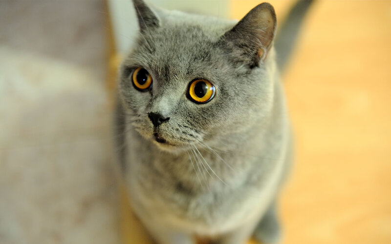 Gray Cat with Yellow Eyes — Curious