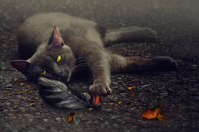 Gray Cat with Yellow Eyes — Dramatic, Autumn, Photograph