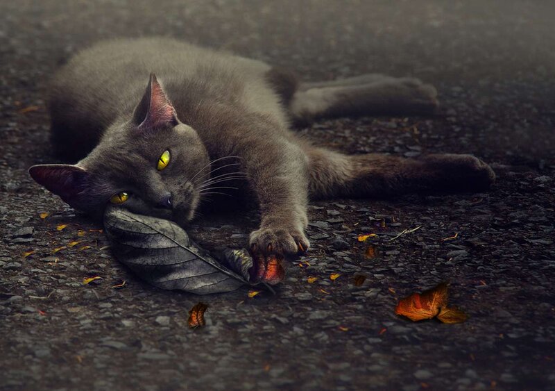 Gray Cat with Yellow Eyes — Dramatic, Autumn