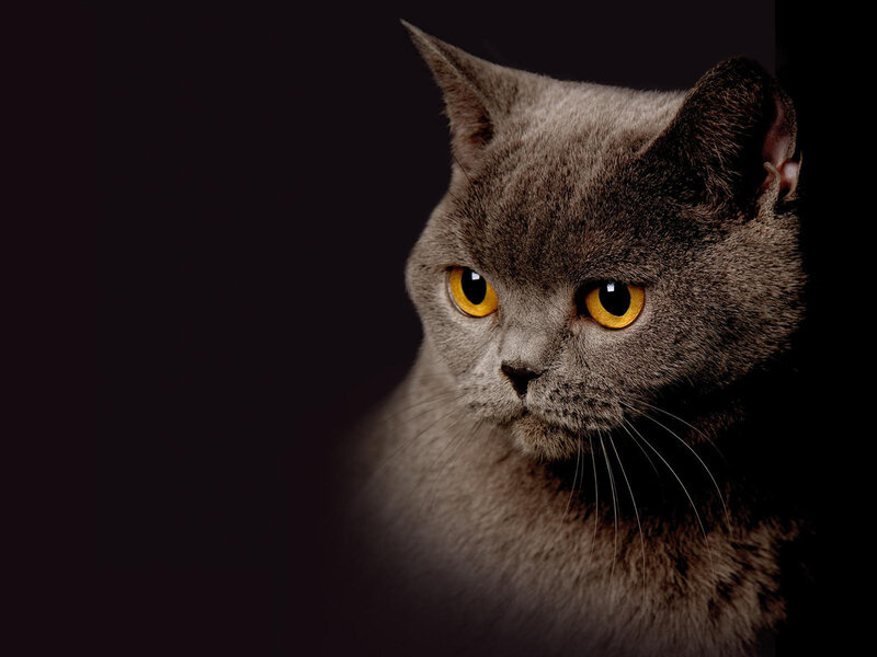 Gray Cat with Yellow Eyes — Dramatic, Photograph