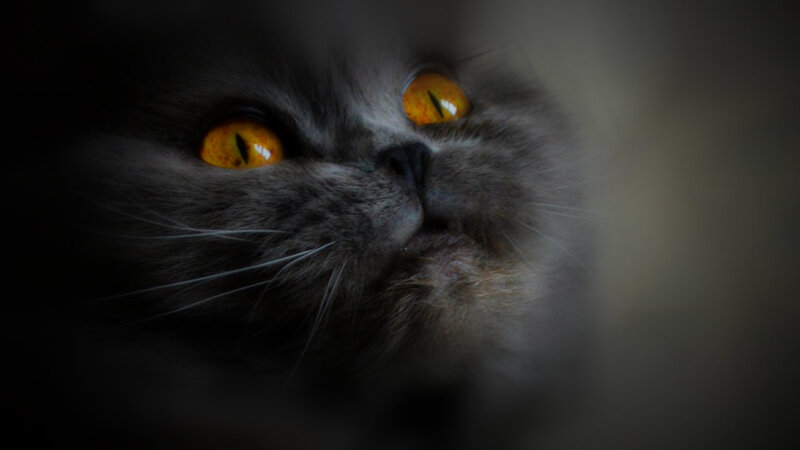 Gray Cat with Yellow Eyes — Dramatic, Photograph, Whiskers