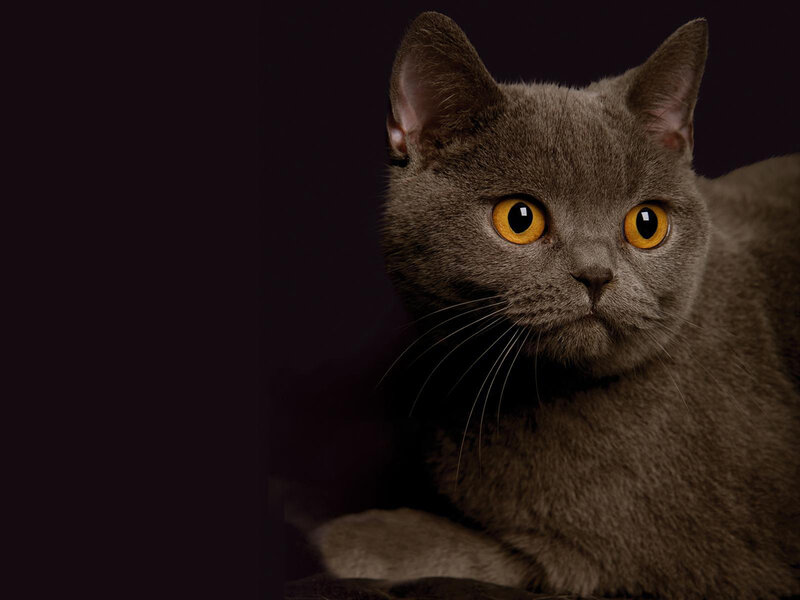 Gray Cat with Yellow Eyes — Dramatic