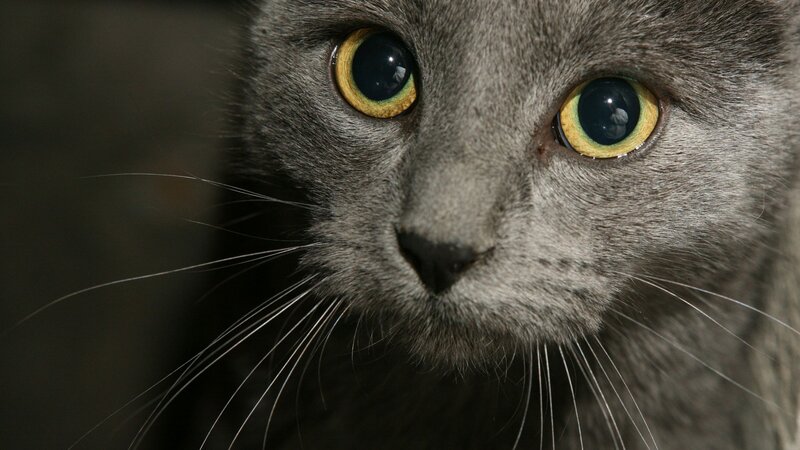 Gray Cat with Yellow Eyes — Intense, Black
