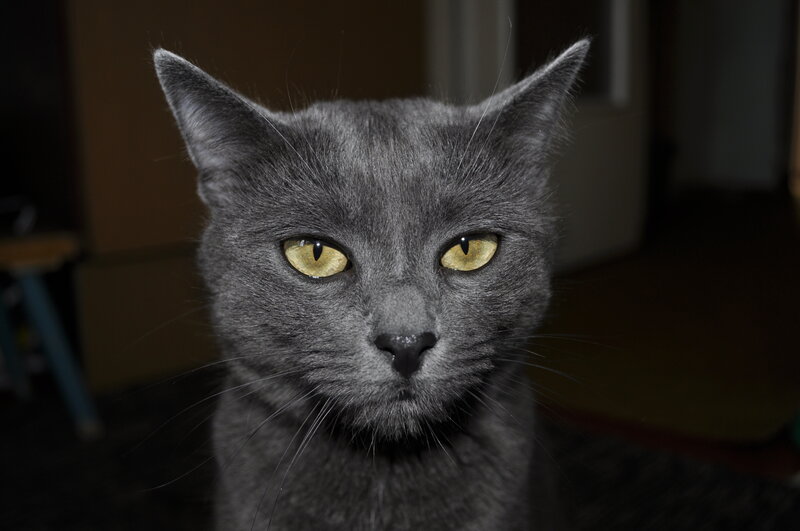 Gray Cat with Yellow Eyes — Intense, Photograph, Ears