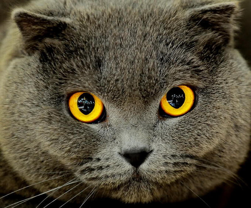 Gray Cat with Yellow Eyes — Intense, Photograph, Fur
