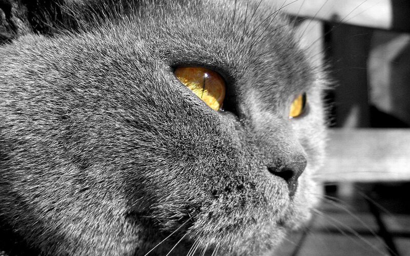 Gray Cat with Yellow Eyes — Intense, Photograph, Fur, Whiskers