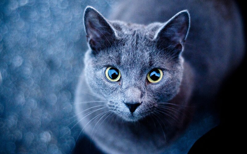 Gray Cat with Yellow Eyes — Intense, Photograph, Whiskers, Blue