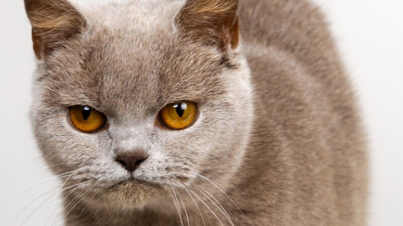 Gray Cat with Yellow Eyes — Intense, Photograph, Whiskers, Ears