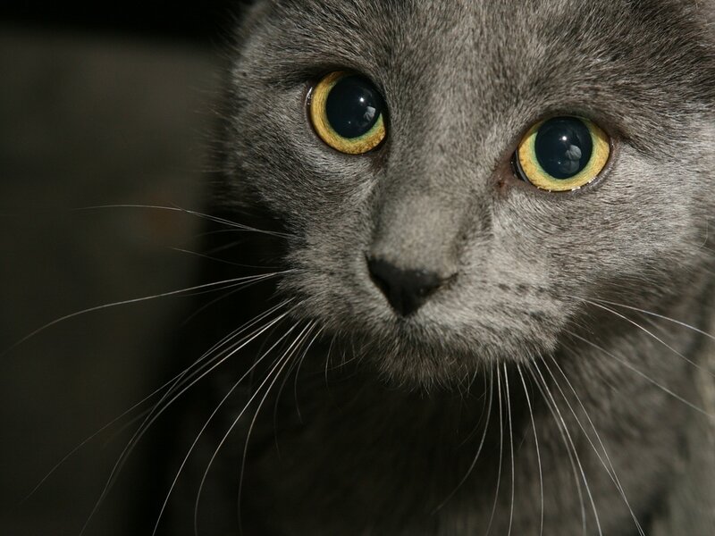 Gray Cat with Yellow Eyes — Intense, Photograph, Whiskers, Nose