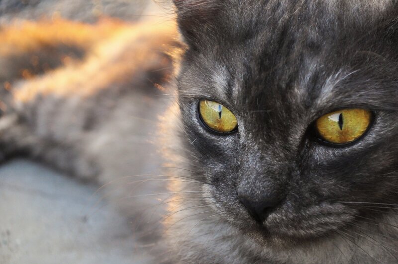 Gray Cat with Yellow Eyes — Intense, Sunset