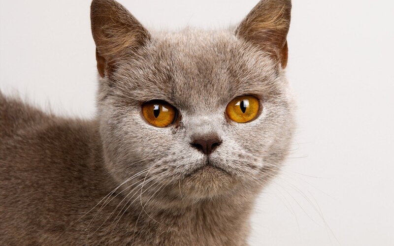 Gray Cat with Yellow Eyes — Intense