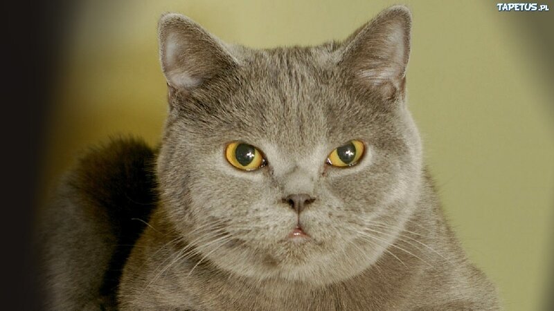 Gray Cat with Yellow Eyes — Neutral, Photograph