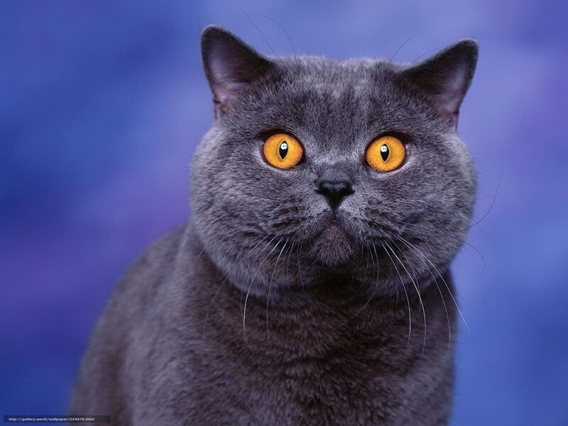 Gray Cat with Yellow Eyes — Neutral, Photograph, Whiskers, Blue Background