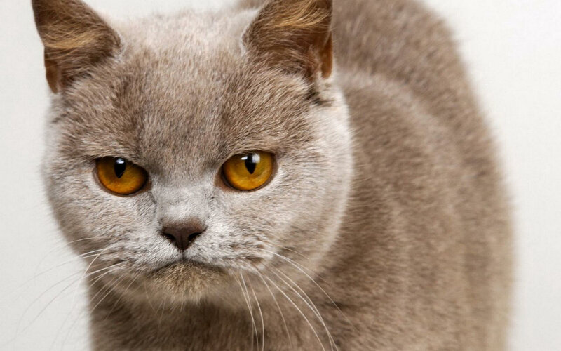 Gray Cat with Yellow Eyes — Neutral, Photograph, Whiskers, Ears