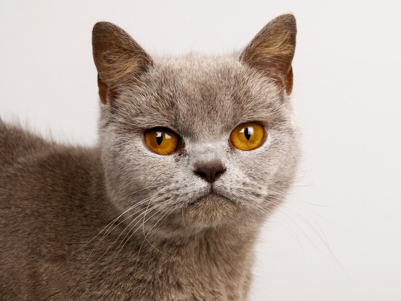 Gray Cat with Yellow Eyes — Neutral, Photograph, Whiskers, White Background