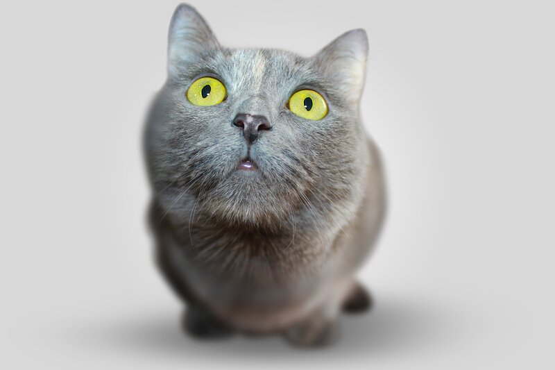 Gray Cat with Yellow Eyes — Neutral, Photograph, Yellow Eyes