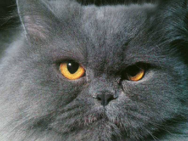 Gray Cat with Yellow Eyes — Photograph, Fur