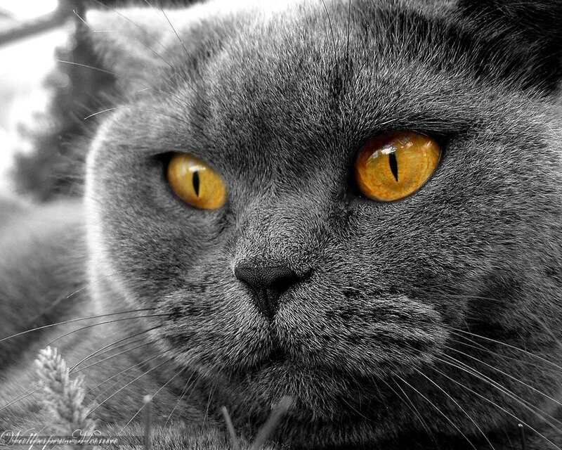 gray cat with yellow eyes
