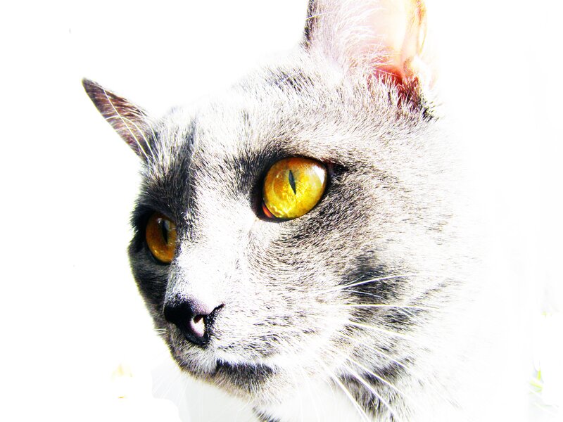 Gray Cat with Yellow Eyes — White