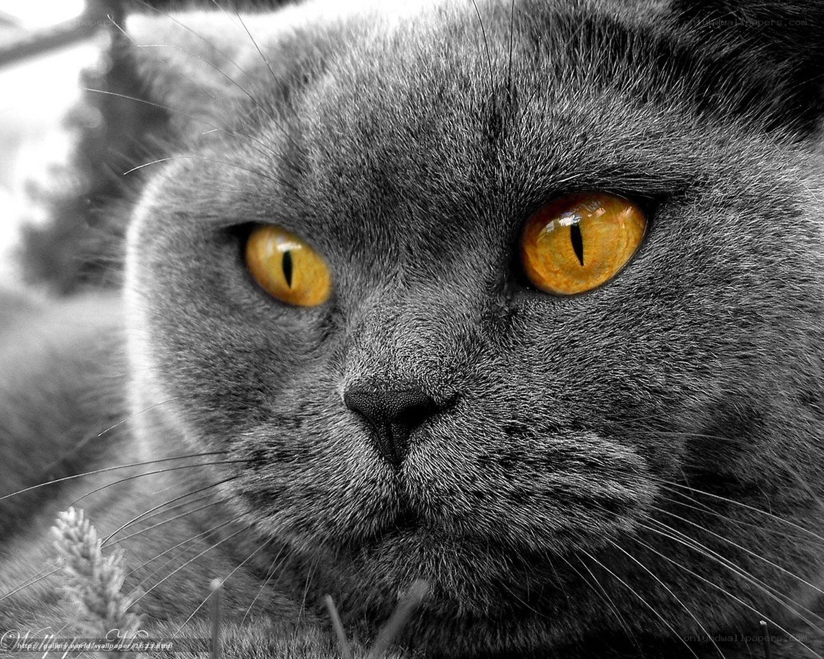 gray cat with yellow eyes