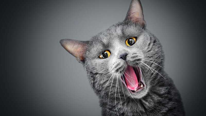 Gray Cat Yawning — Dramatic