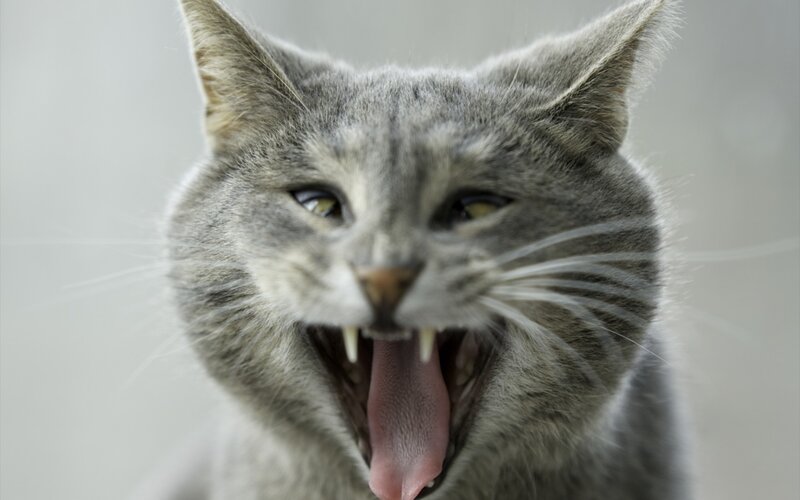Gray Cat Yawning — Neutral
