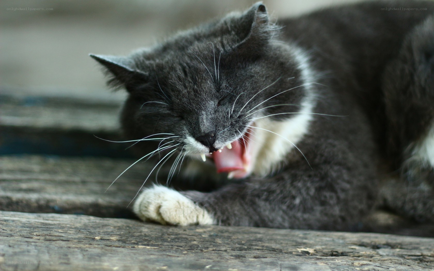 gray cat yawning on wood