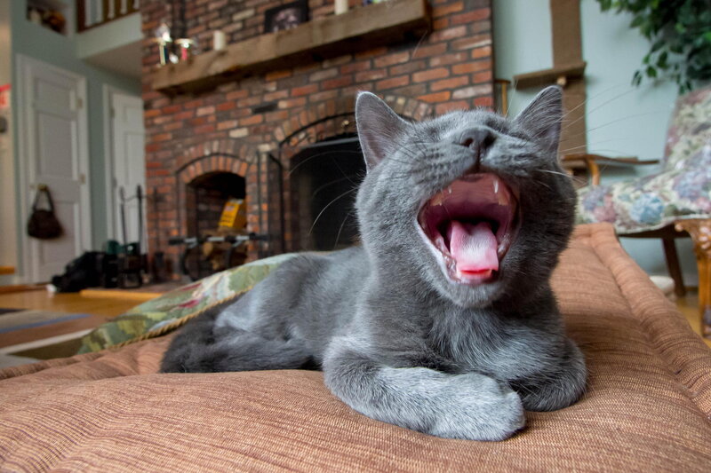 Gray Cat Yawning — Relaxed