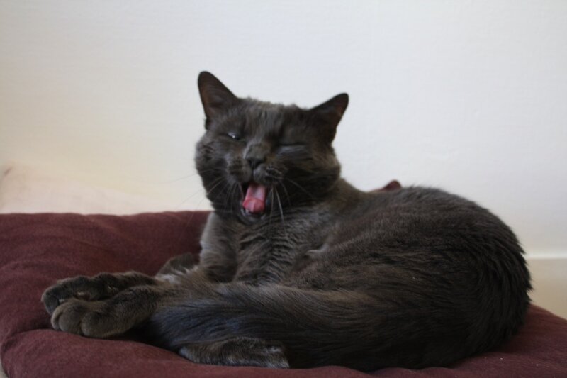 Gray Cat Yawning