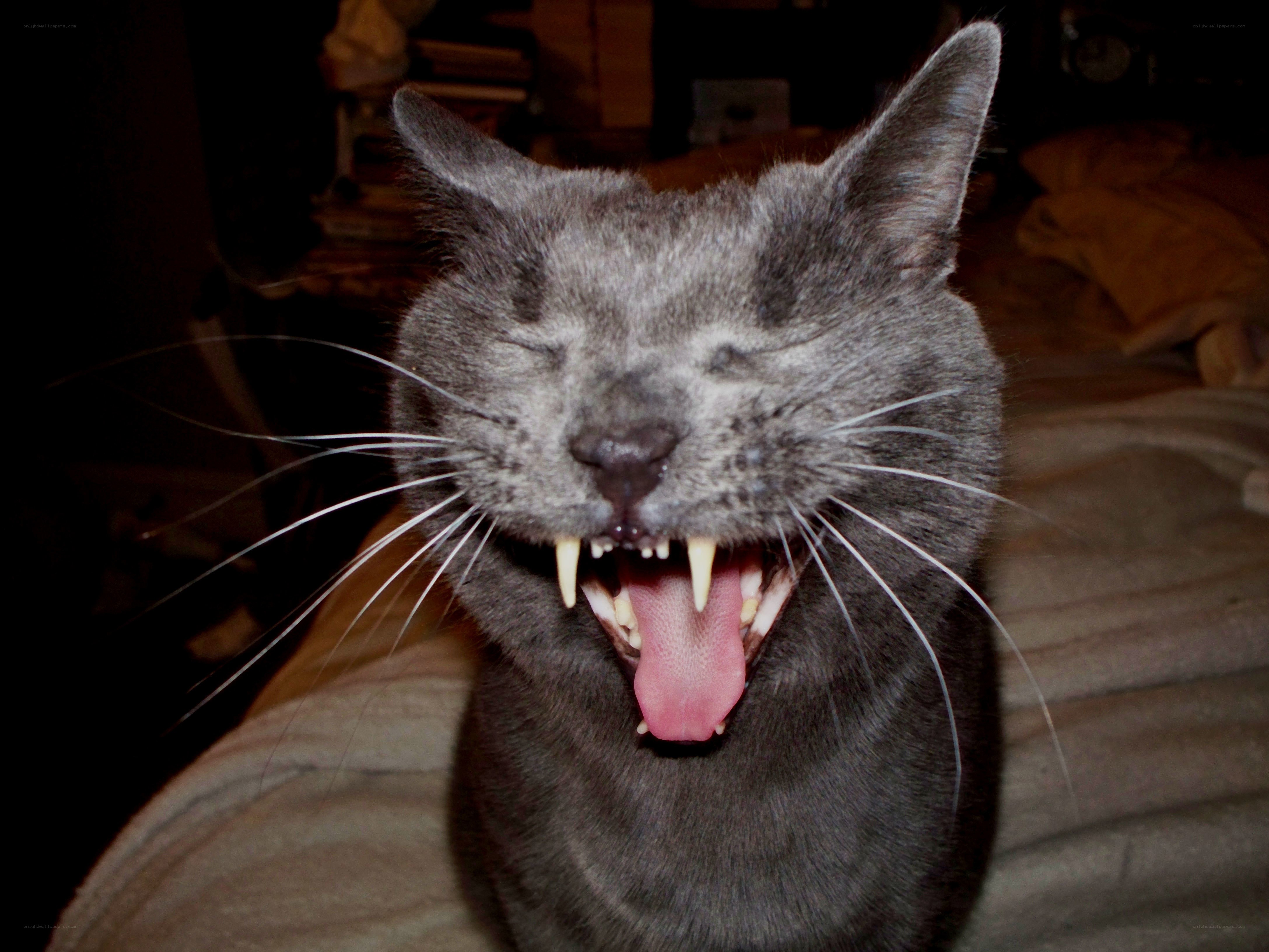gray cat yawning widely
