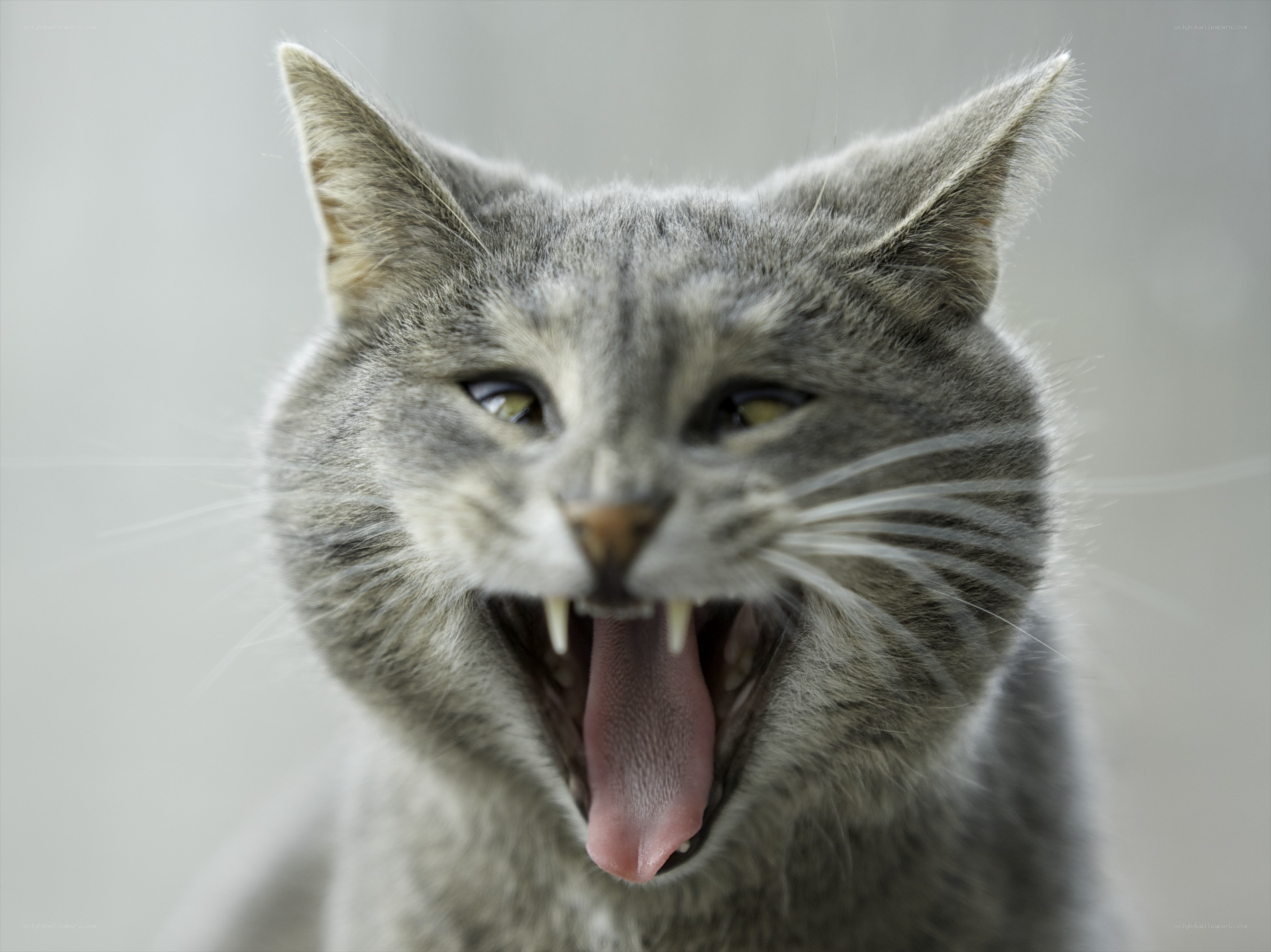 gray cat yawning widely