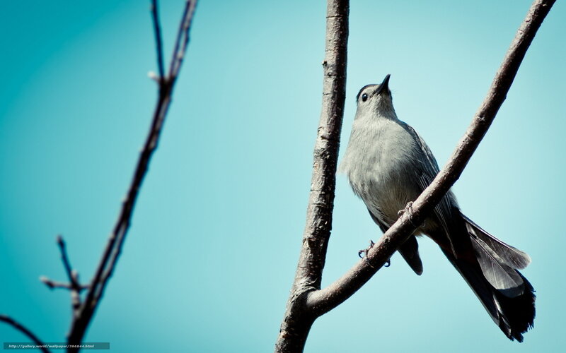 Gray Catbird on Branch — Blue
