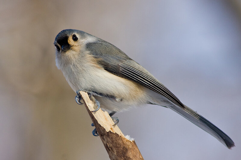 Gray Catbird on Branch