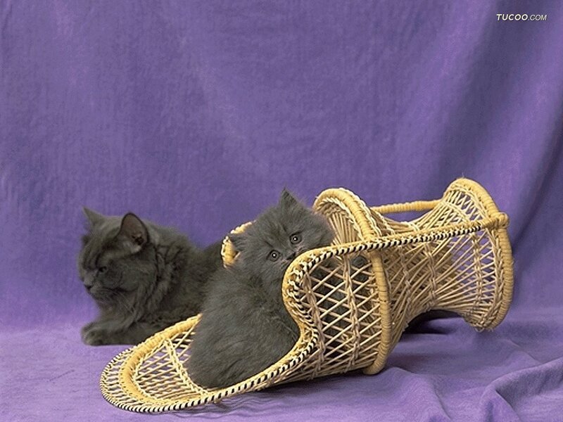Gray Cats in Basket