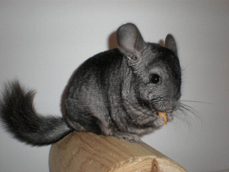 Gray Chinchilla Eating — Calm