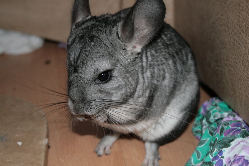 gray chinchilla eating
