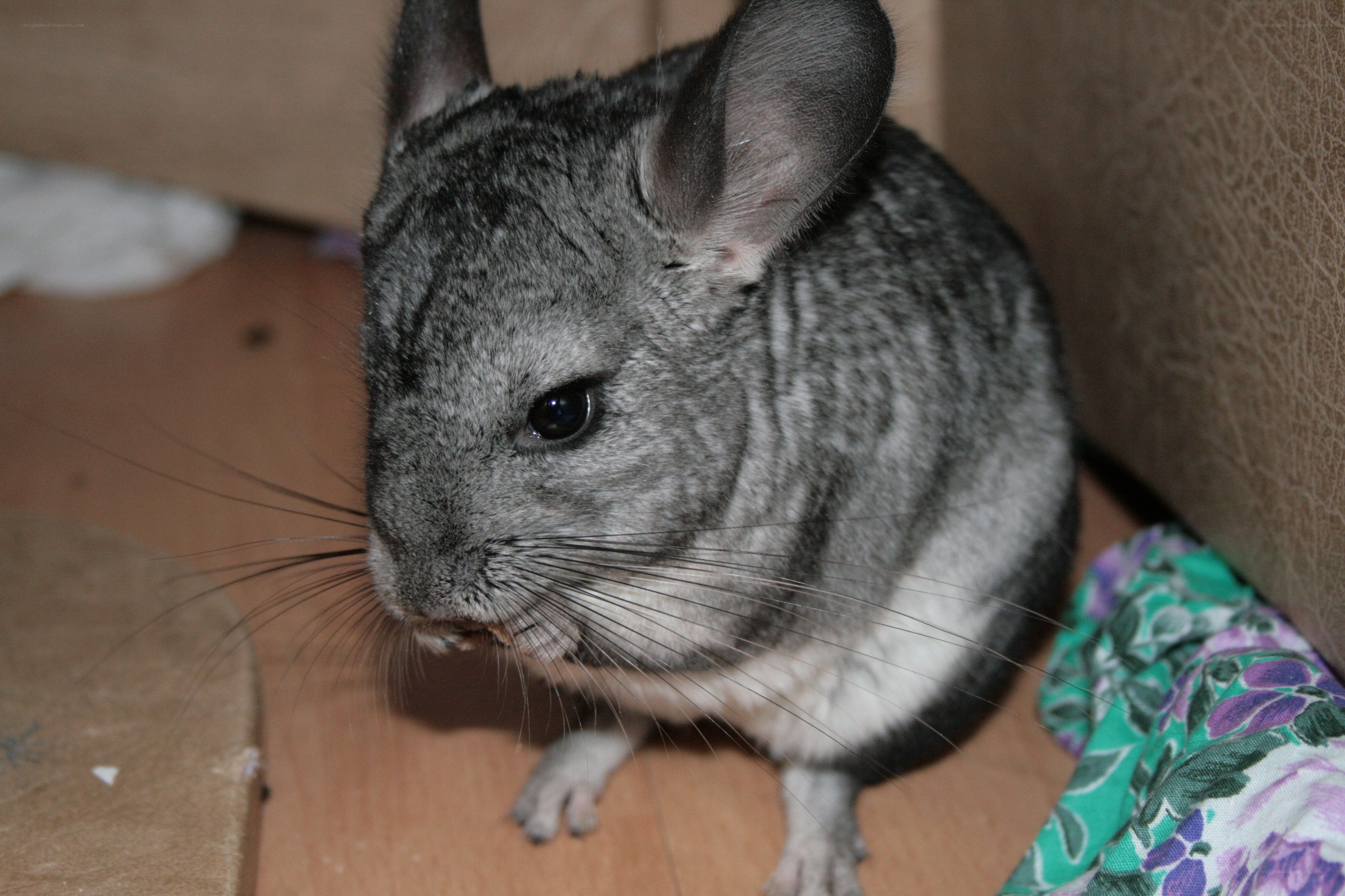 gray chinchilla eating