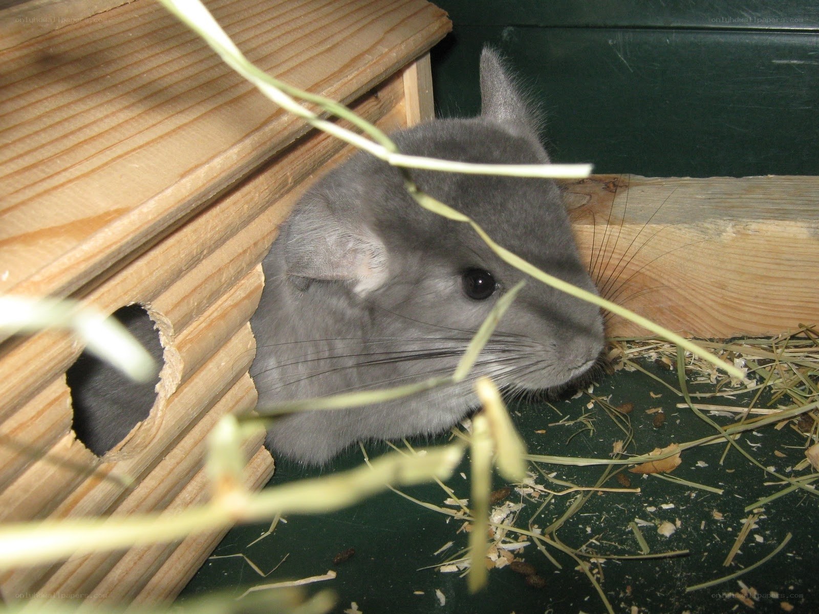 gray chinchilla in wooden house