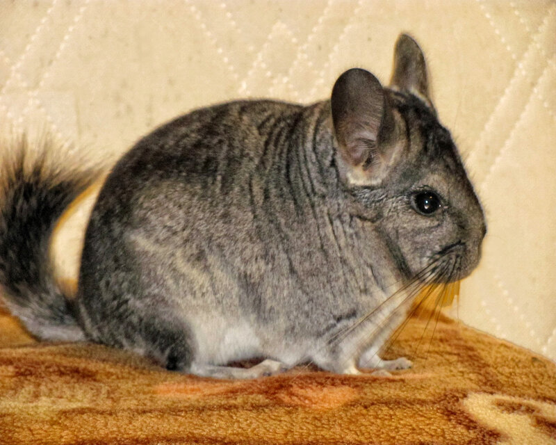 gray chinchilla on blanket