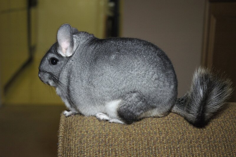 gray chinchilla on furniture