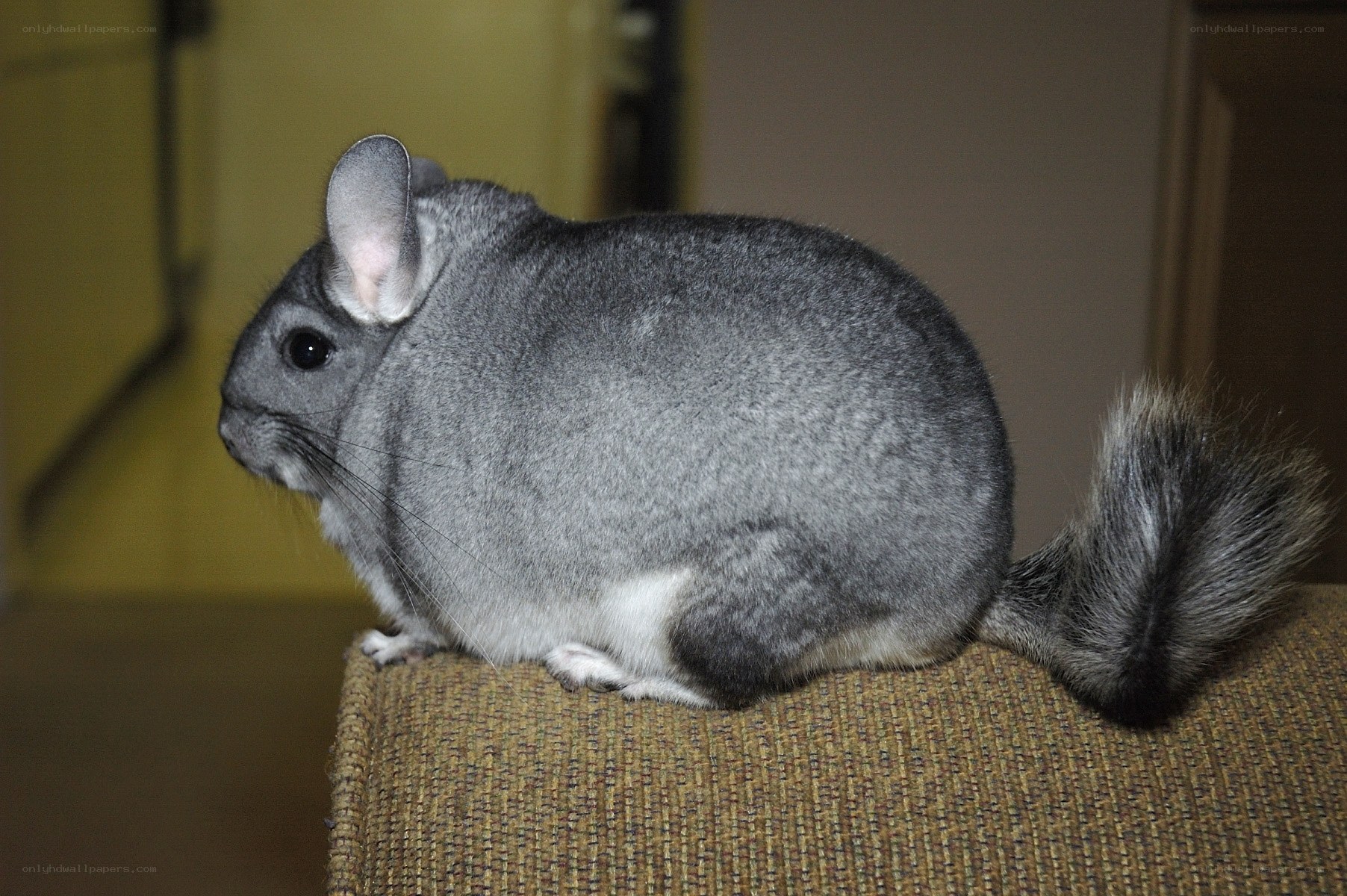 gray chinchilla on furniture