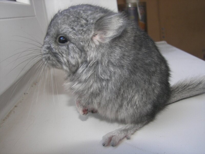 gray chinchilla on white surface