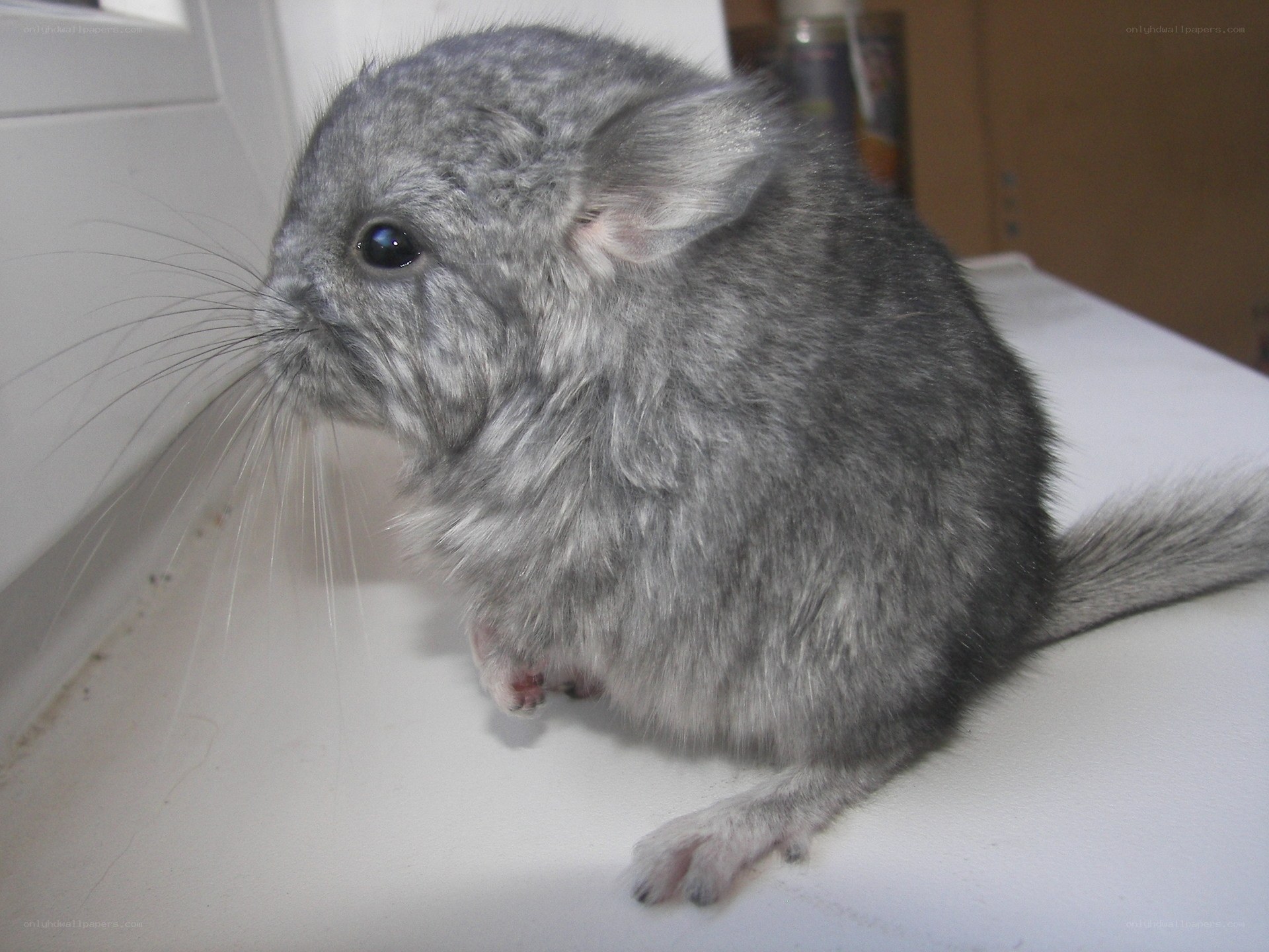 gray chinchilla on white surface