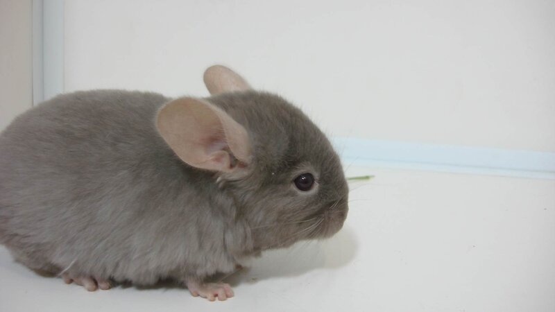 gray chinchilla rodent