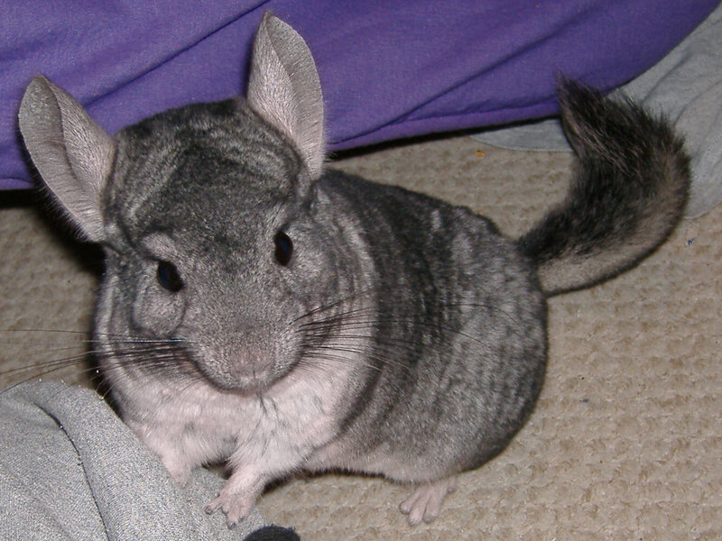 Gray Chinchilla