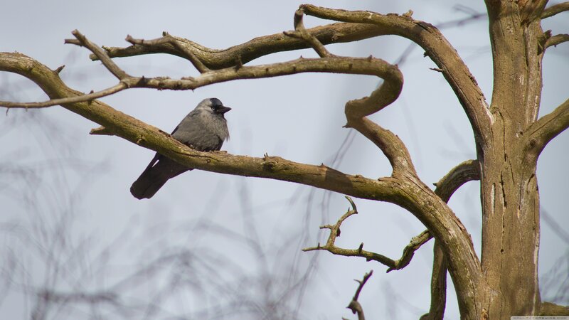 Gray Crow on Branch
