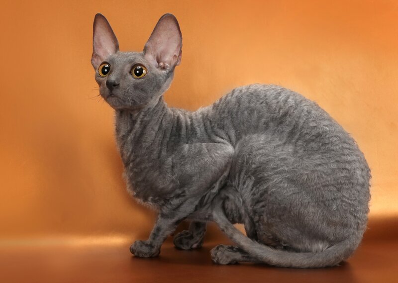 gray curly-haired cat