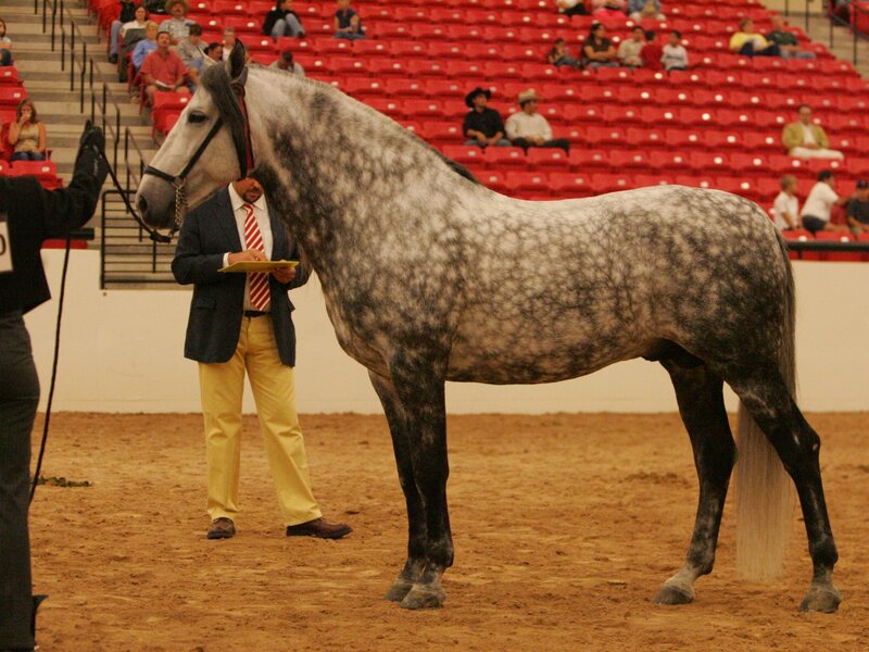 Gray Dapple Horse — Brown